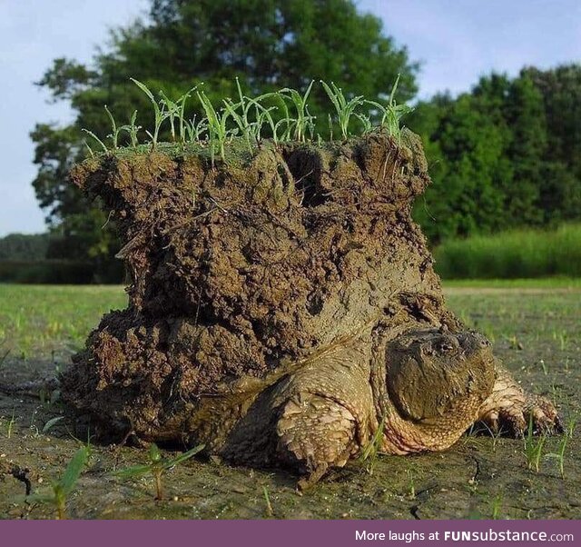 Absolute unit of a snapping turtle