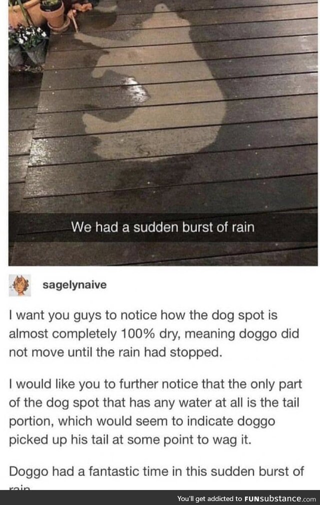 Wet dog wagged