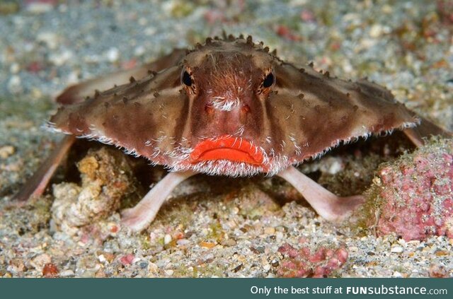 Behold! The red-lipped batfish!