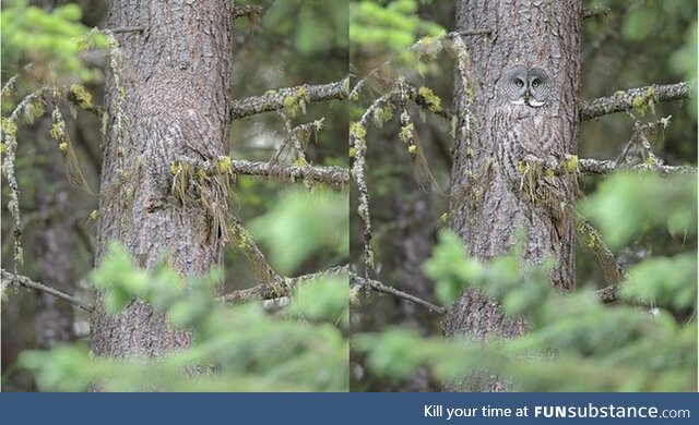 Invisible owl