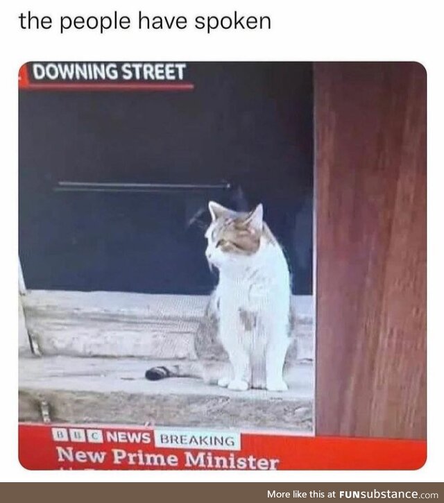 Purrfect candidate