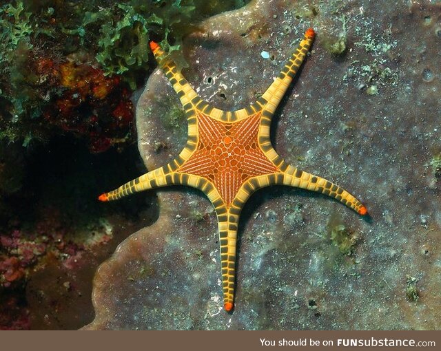 Marvelous starfish