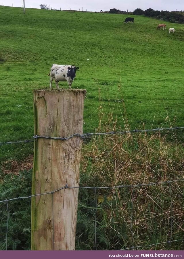 I found a tiny cow on a fence post
