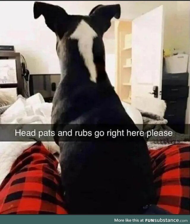 Helpful doggo