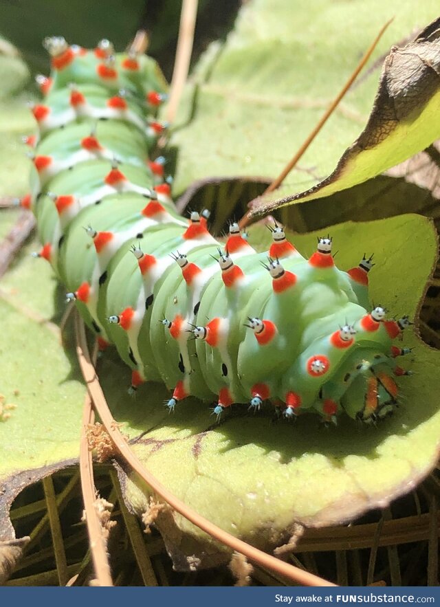 Behöld! The Calleta Silkmoth caterpillar!