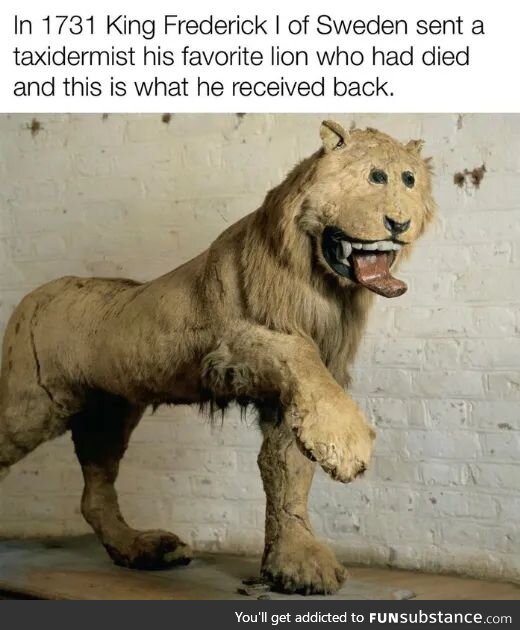 Why you always lion