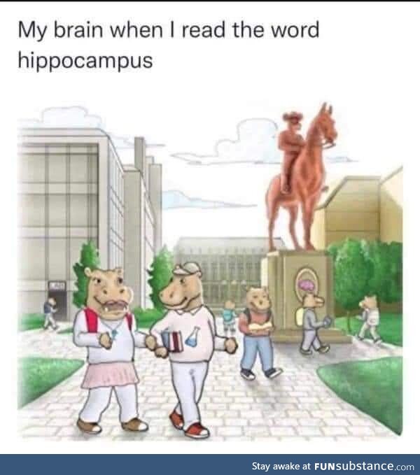 Let the hippos have an education