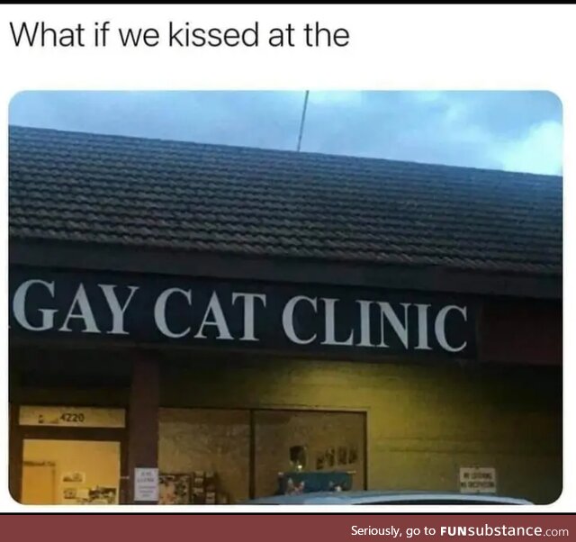 Gay cat