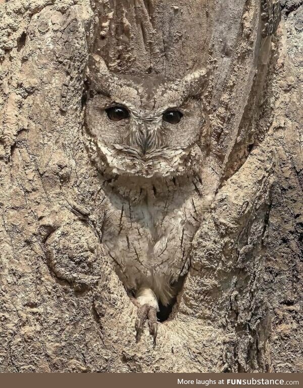 What owl?