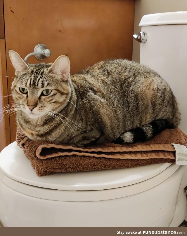 I installed a new brand of towel warmer. It warms and judges you at the same time