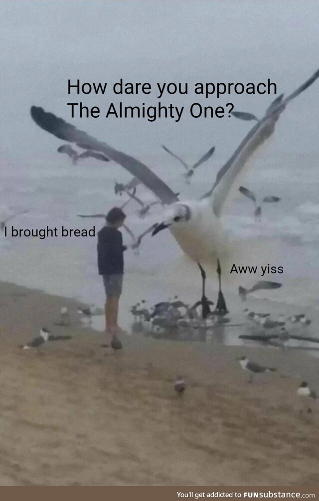 Mighty seagull of the sea