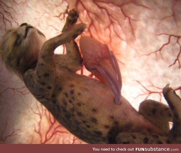 An unborn leopard inside a womb