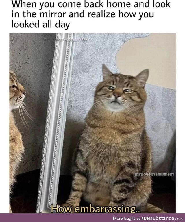 Cat memes