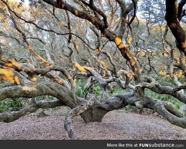 Twisty tree