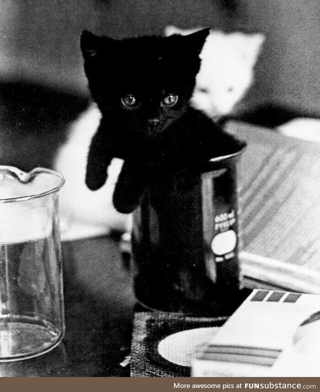 First black cat synthesized for commercial use 1975