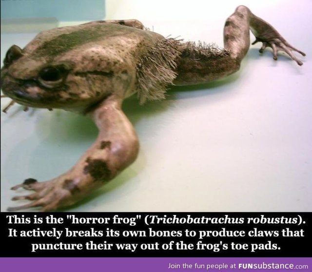 But I call it the Nope Frog