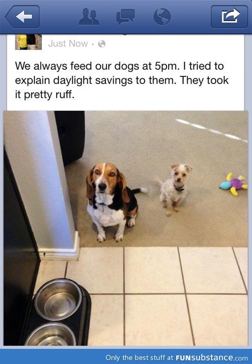 Poor dogs