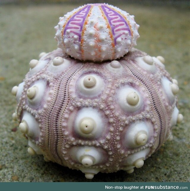 What a wonderfull world! (sea urchin)