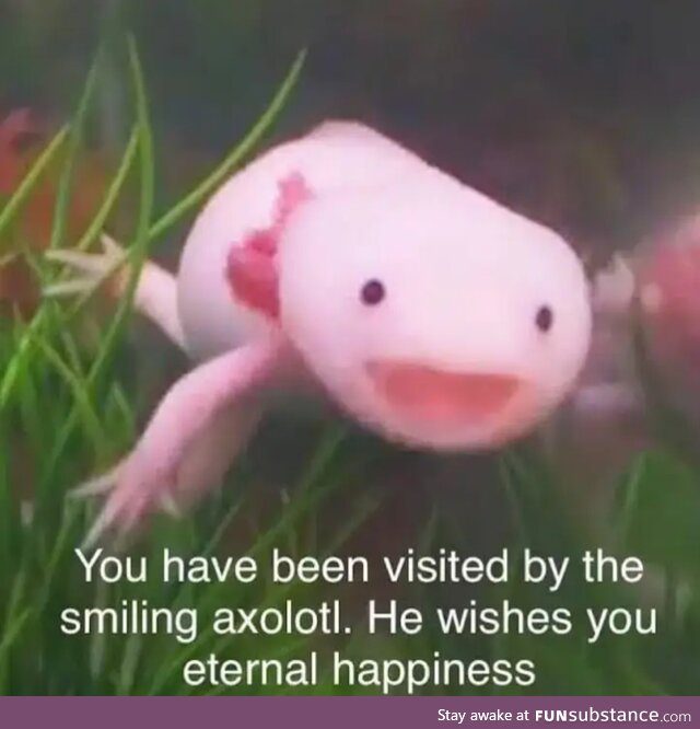 Axolotl says henlo