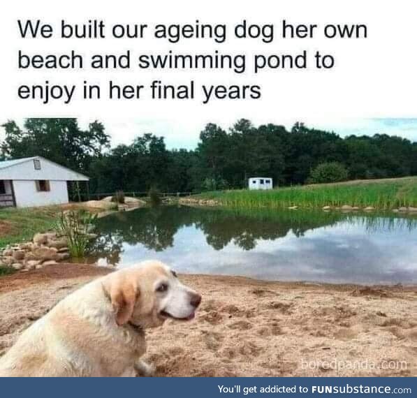 Oh to be a golden lab owned by a rich family