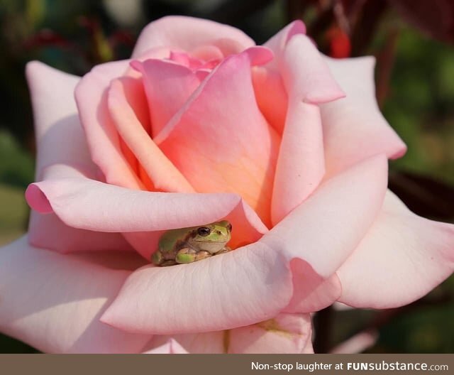 Froggos '23 #97 - A Plain, Ordinary Rose