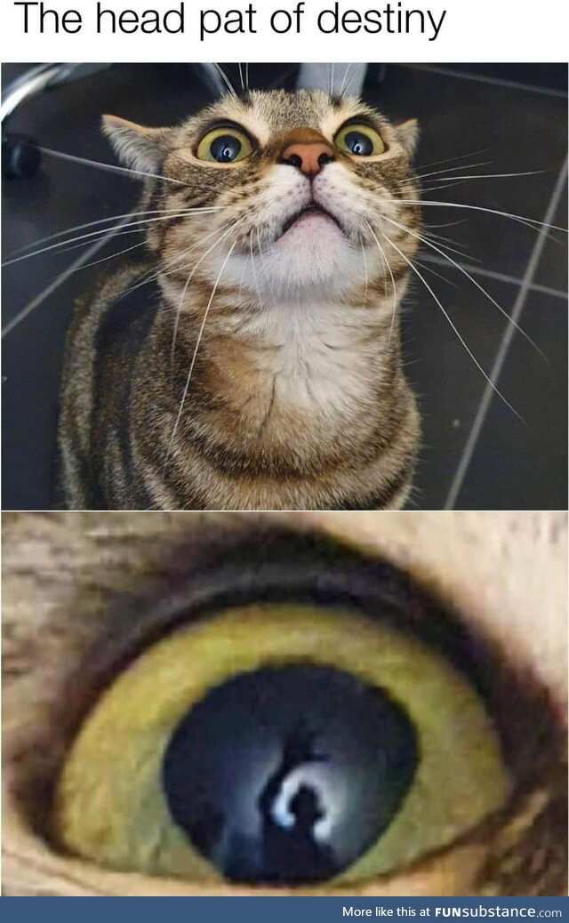 The eyes have it
