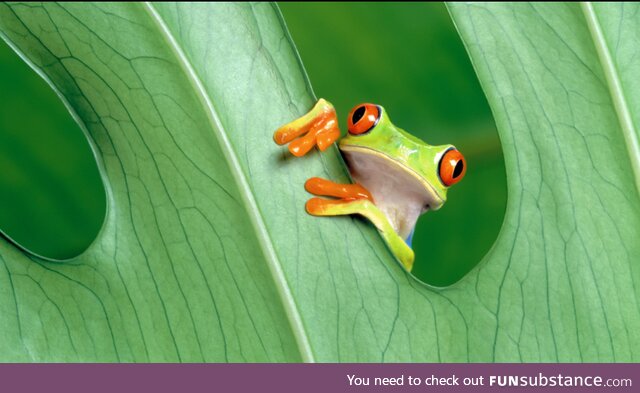 Beautiful Frog & Beautiful Plant