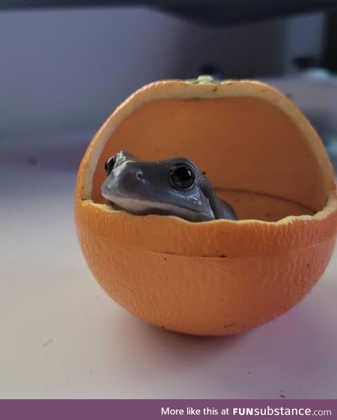 Froggos '23 #108 - A Frogwork Orange