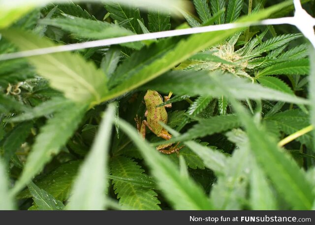 Froggos '23 #113 - Frog in Cannabis Field in Southern Oregon