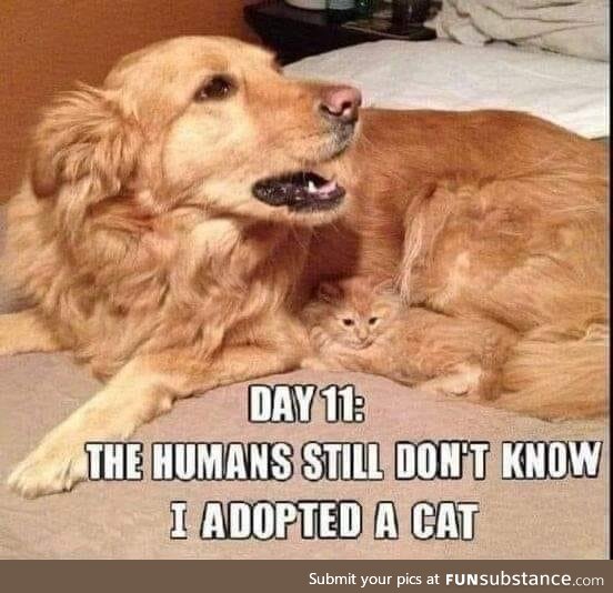 Caturday - Adoption Bamboozle