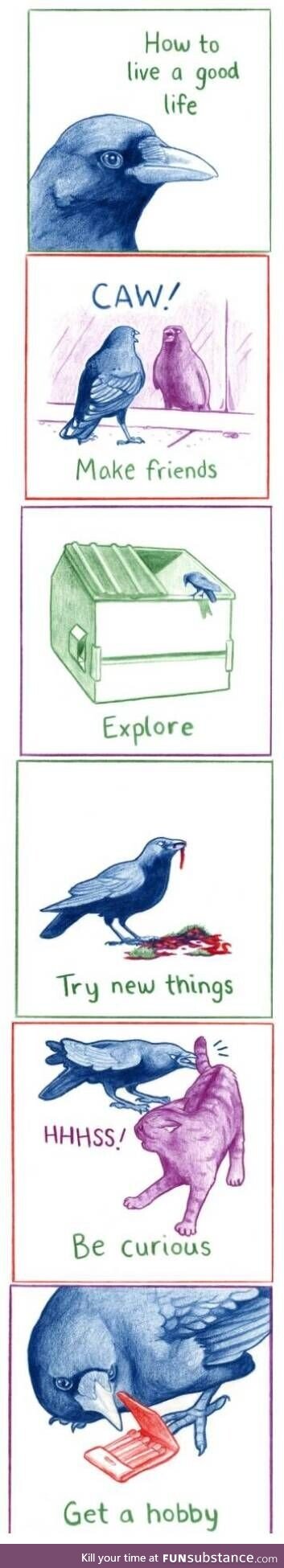 Life according to a crow