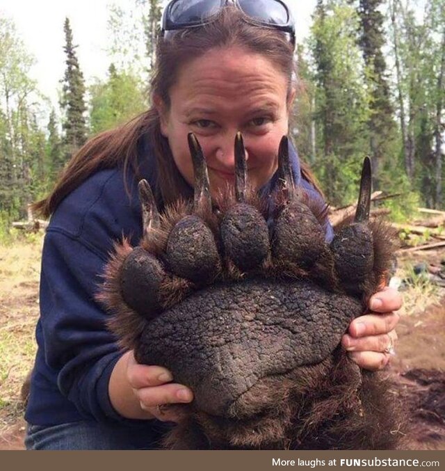 The size of a grizzly bears paw