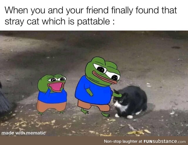 Finally, pattable stray cat