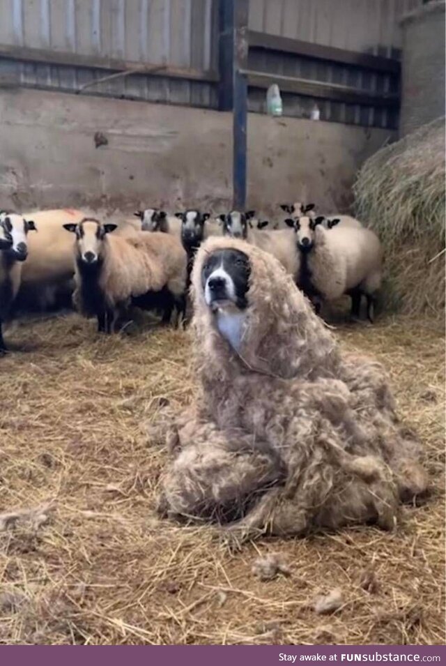 Woof in sheep's clothing