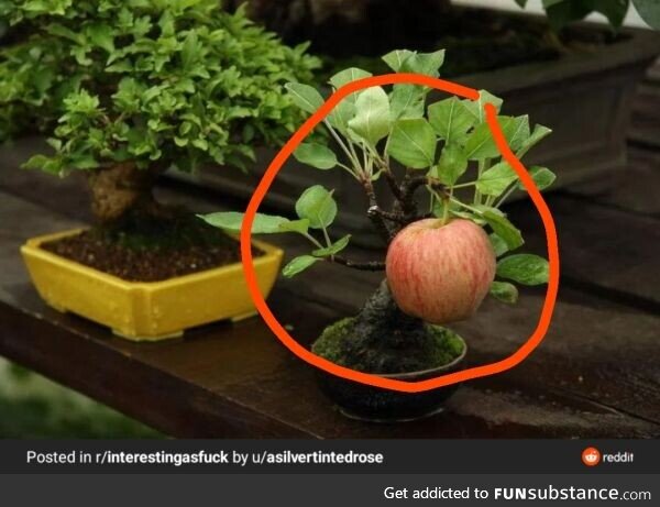 Tiny Tree grew an apple!