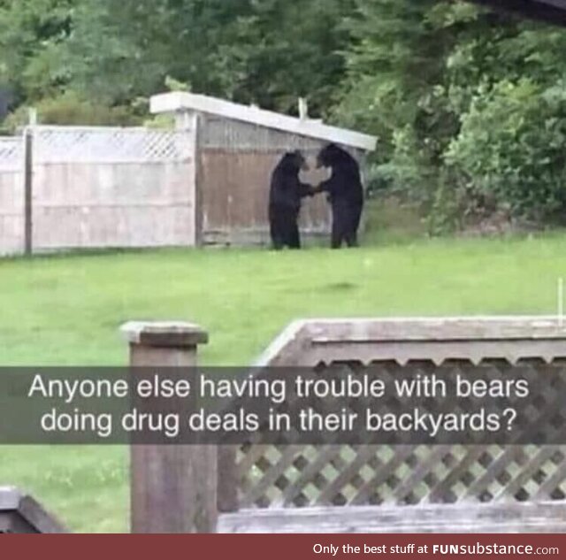 Anyone else having trouble with bears dealing drugs in their backyard?