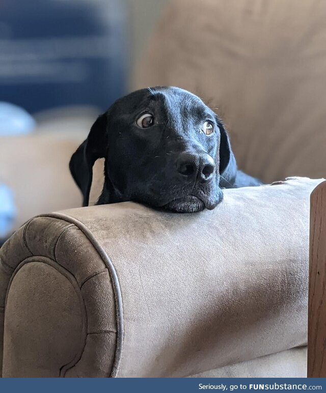 I'm starting to think he lied on his résumé about being a guard dog