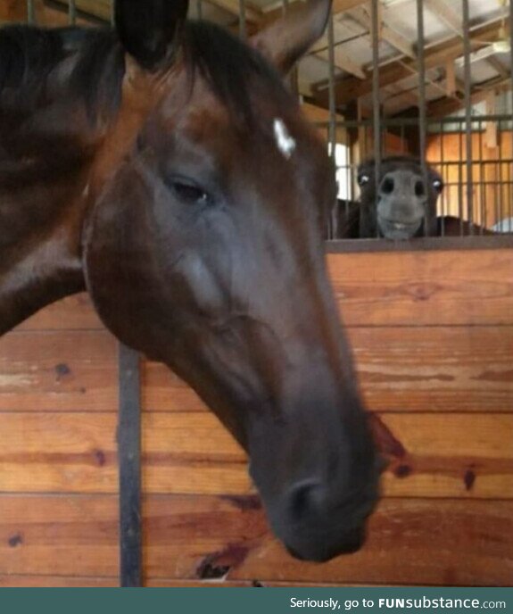 There are two types of horses in the stable