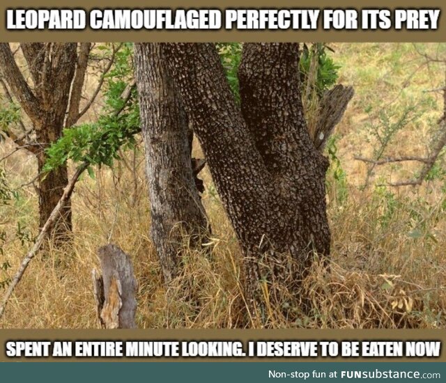 This took me way too long to see it, nature knows how to do camouflage