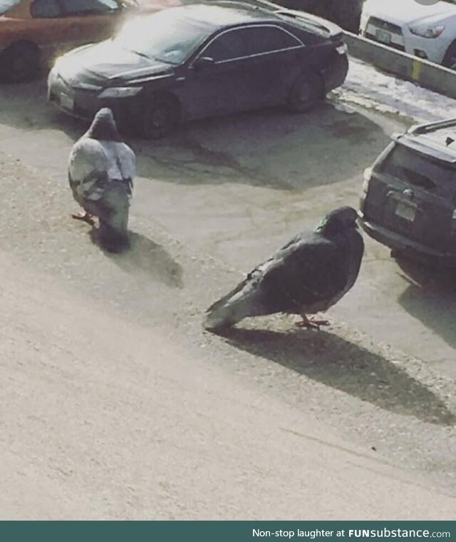 Giant pigeons or tiny cars ?