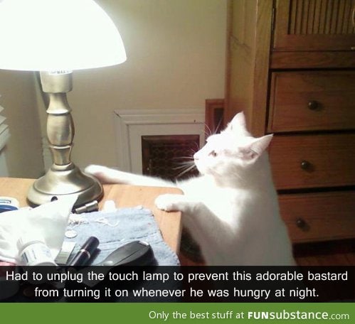 Smart and evil cat