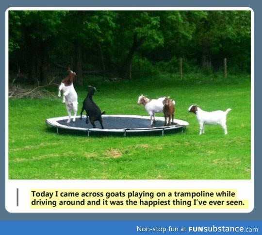 Goats playing on a trampoline
