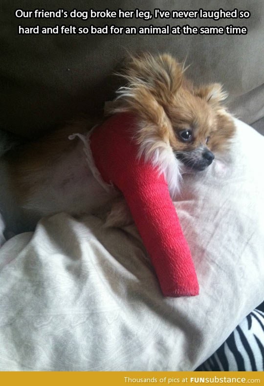 Dog broke her leg