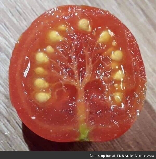 This tomato with a tree inside it