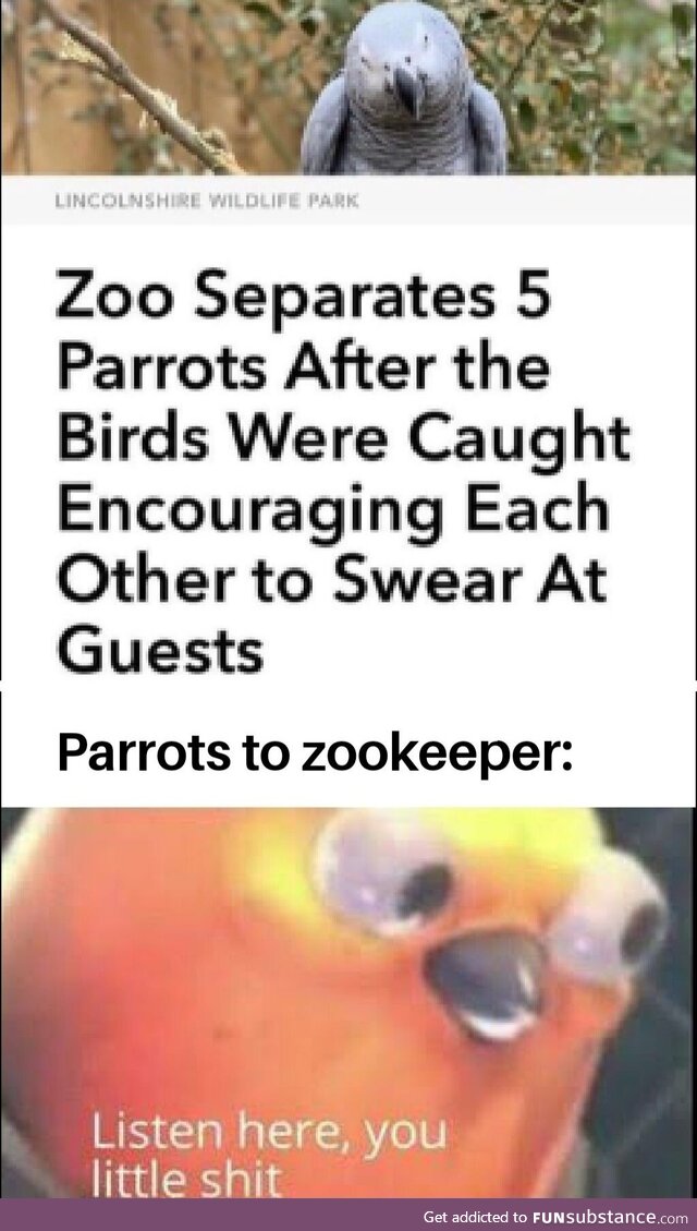 Parrot gang