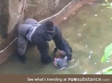 Idiot child falls into gorilla enclosure, ultimately leading to a global societal