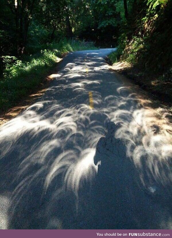 Tree leaves cast shadow during solar eclipse