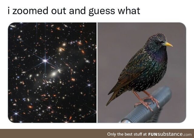 Well, surprise, surprise... We live in a common starling!