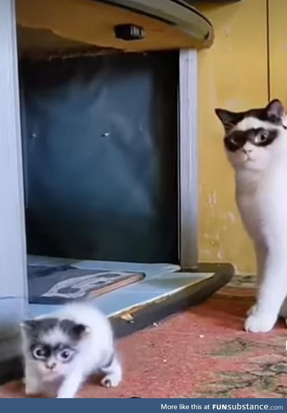 Caturday - Domino Mask Cat and Kitten
