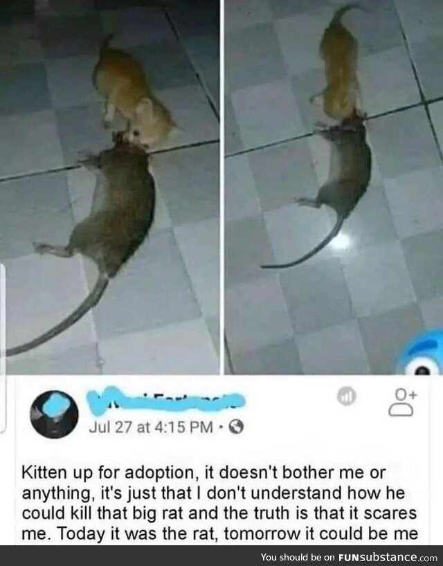 Kitten bitten